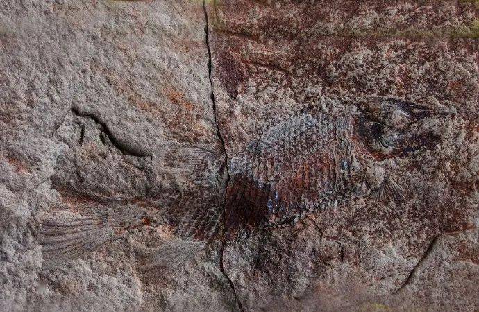 眉山首例！丹棱幸福古村發(fā)現(xiàn)疑距今約一億三千五百萬年的“魚化石”！ 